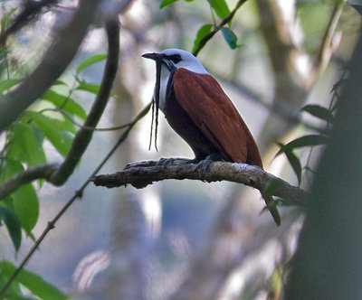 Three-wattled Bellbird