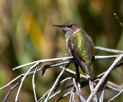 Volcano Hummingbird