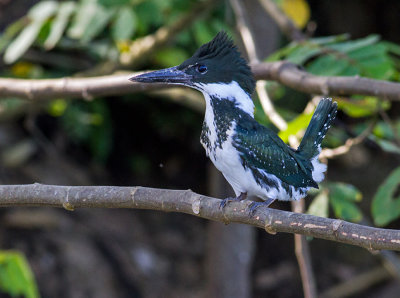 Green Kingfisher