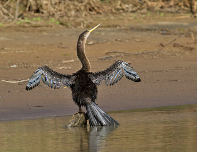 Anhinga