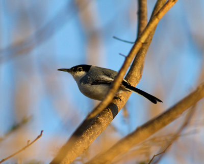 White-lored Gnatcatcher