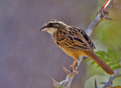 Stripe-headed Sparrow