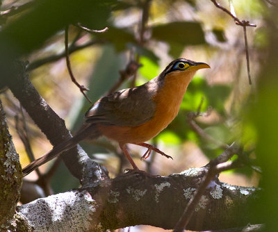 Lesser Ground-Cuckoo