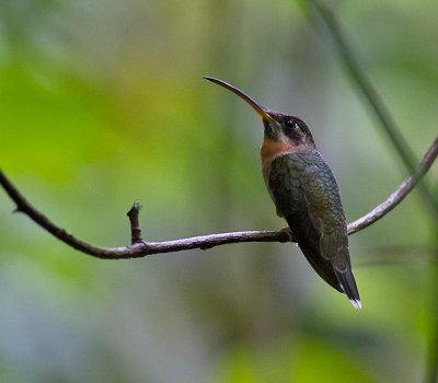 Band-tailed Barbthroat