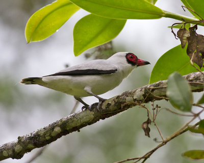 Masked Tityra