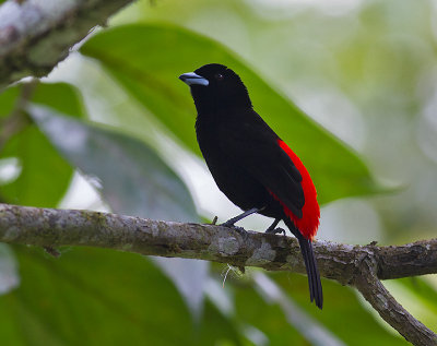 Passerinis Tanager