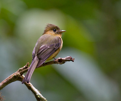 Tufted Flycatcher