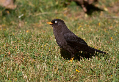 Sooty Thrush