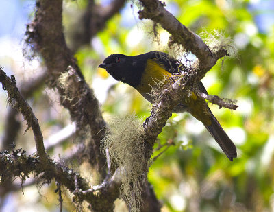 Black-and-yellow Silky-Flycatcher