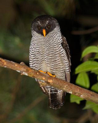 Black-and-white Owl