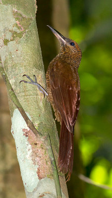 Northern Barred-Woodcreeper