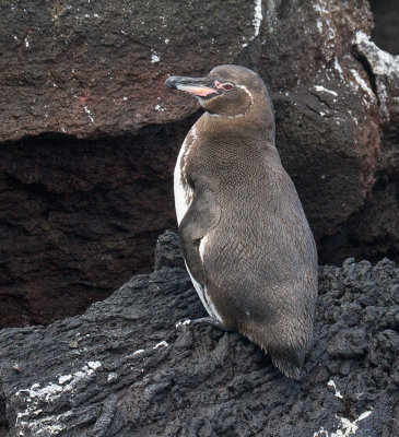 Galapagos-Penguin-Isabela-Punta-Moreno-23-Nov-2011-IMG_7598.jpg