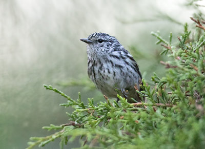 Arrowhead-Warbler-Starlight-Chalet-Blue-Mountains-Jamaica-21-March-2016-Sam-Woods_S9A1704.jpg