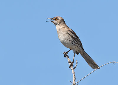 Bahama-Mockingbird-Hellshire-Hills-Jamaica-19-March-2016-Sam-Woods_S9A0475.jpg