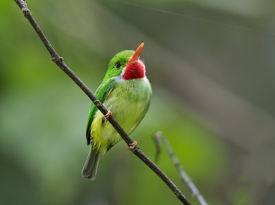 Jamaican-Tody-Ecclesdown_S9A2426.jpg