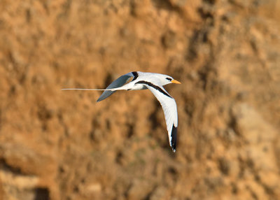 White-tailed-Tropicabird-Hectors-River-Jamaica-22-March-2016-Sam-Woods_S9A2144.jpg