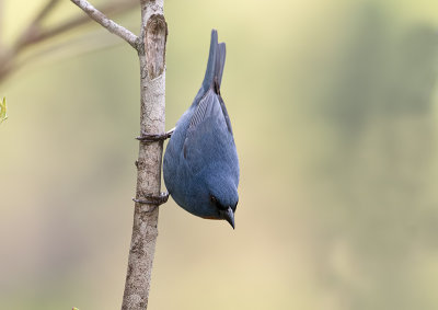 angequit-male-Starlight-Chalet-Blue-Mountains-Jamaica-22-March-2015-II_S9A5042.jpg