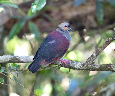 Crested-Quail-Dove-Section-Blue-Mountains-Jamaica-23-March-2015_S9A5713-2.jpg