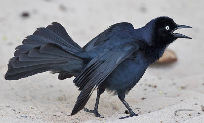 Greater-Antillean-Grackle-displaying-Frenchmans-Cove-Port-Antonio-Jamaica-28-March-2015_S9A7082.jpg