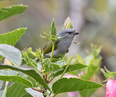 Jamaican-Euphonia-female-Silver-Hill-Cottage-Silver-Hill-Gap-Blue-Mountains-Jamaica-22-March-2015_S9A5265.jpg