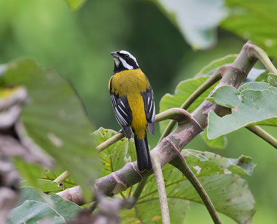 Jamaican-Spindalis-male-Blue-Mountains-Jamaica-25-March-2015_S9A6556.jpg