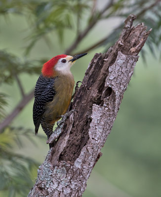 Jamaican-Woodpecker-Silver-Hill-Cottage-Silver-Hill-Gap-Blue-Mountains-Jamaica-22-March-2015_S9A5360.jpg