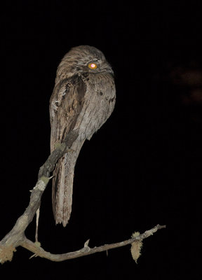 Northern-Potoo-Silver-Hill-Cottage-Silver-Hill-Gap-Blue-Mountains-Jamaica-22-March-2015_S9A5628.jpg