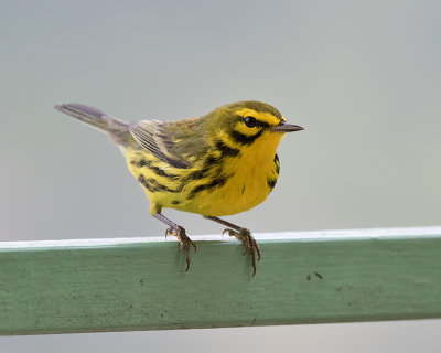 Prairie-Warbler-male-Starlight-Chalet-Blue-Mountains-Jamaica-25-March-2015_S9A6695.jpg