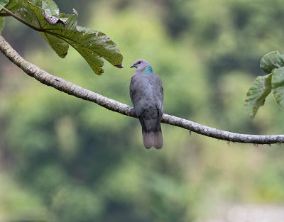 Ring-tailed-Pigeon-Blue-Mountains-Jamaica-26-March-2015_S9A6783.jpg