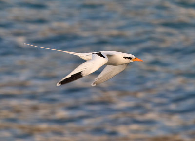 White-tailed Tropicbird