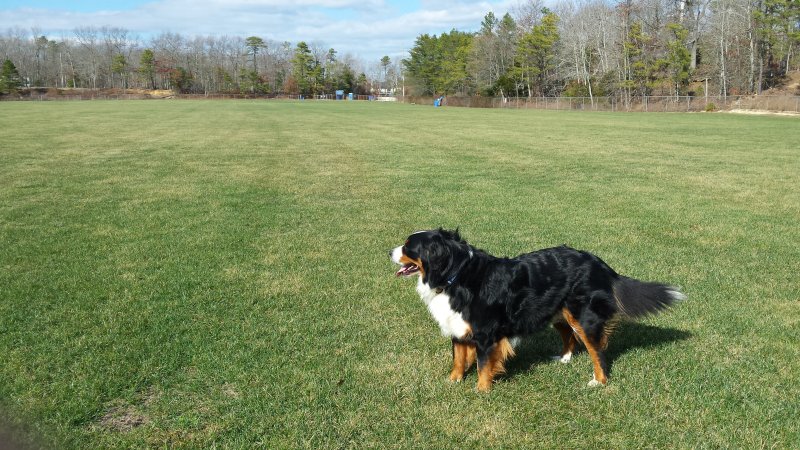 Happy Dog!