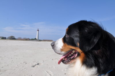 Everest at the Cape May Lighthouse