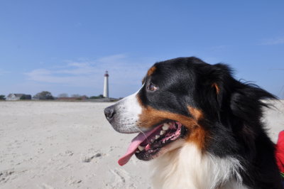 Everest at the Cape May Lighthouse