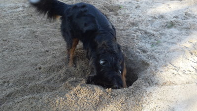 ....and digging!