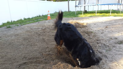 Sometimes Everest likes to dig.