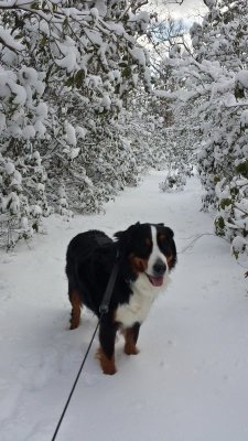 Everest loves the snow!