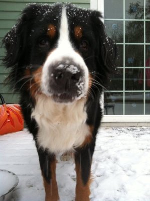 Everest loves the snow!