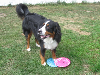 Frisbee time!