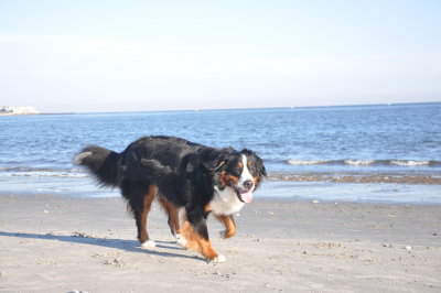 Playing at Doggie Beach