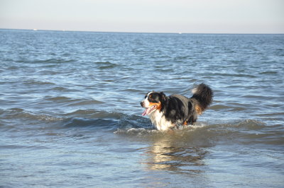 Playing at Doggie Beach