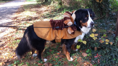 Everest dressed as a Lion for Halloween!