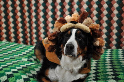 Everest dressed as a Lion