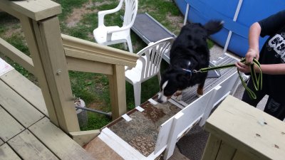 Day 24 - K9 Handicap Ramp