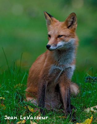 FOX