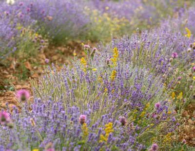 couleur_en_provence