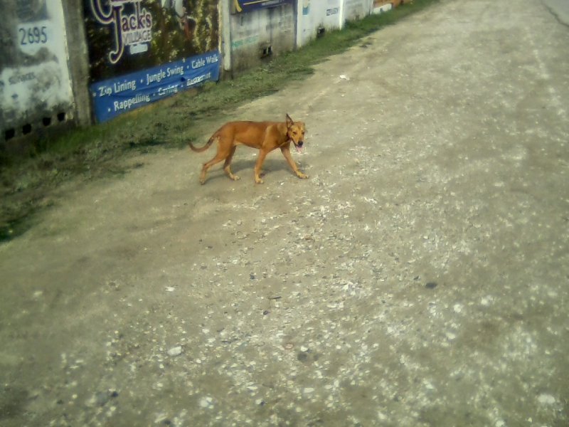 San Ignacio Jan 7 to 10 2015 007.jpg