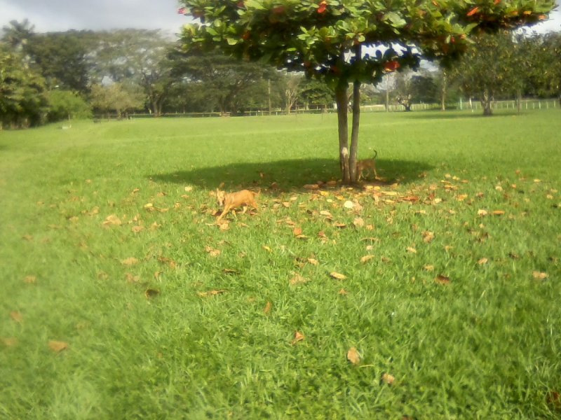 San Ignacio Jan 7 to 10 2015 008.jpg