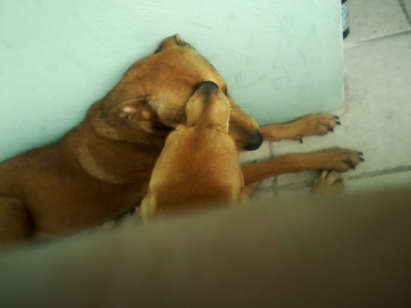 San Ignacio Jan 7 to 10 2015 019.jpg