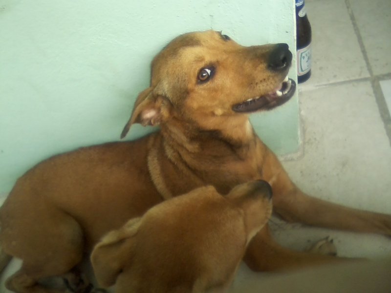 San Ignacio Jan 7 to 10 2015 022.jpg