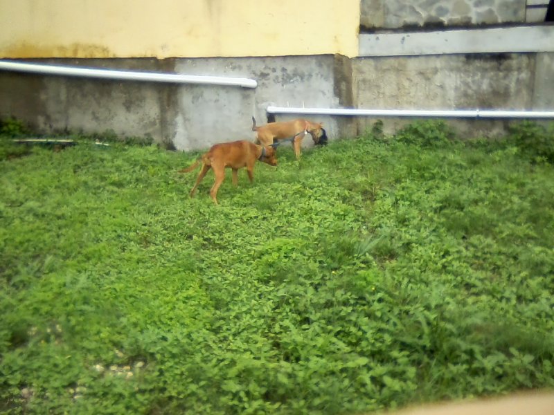 San Ignacio Jan 7 to 10 2015 052.jpg